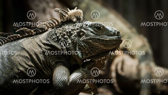 Green Iguana reptile in nature