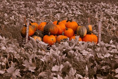 Pumkins in Osterlen Skane Sweden