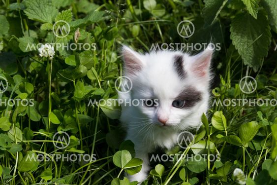 Small kitten in green grass