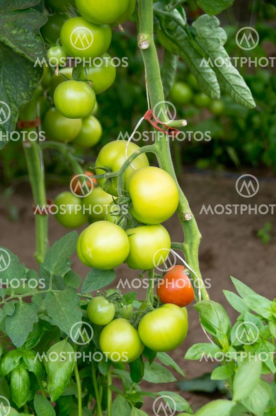 Tomato plant