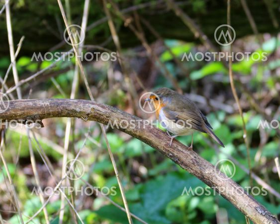 European Robin perched on a twig in woodland