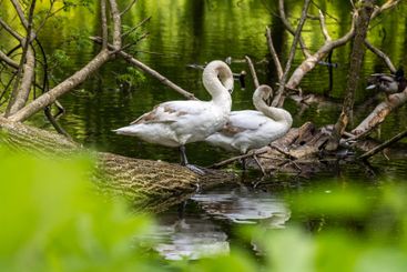 Beautiful white swans preen their feathers, drink water...