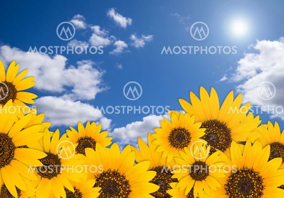 Summer background with sunflowers against blue sky and...