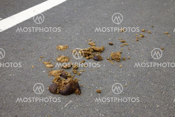 Horseshit
