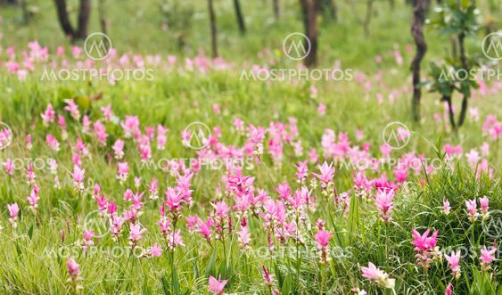 Pink field of Siam tulip