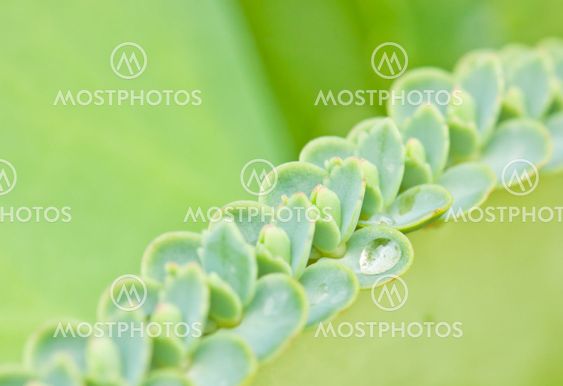 Close-up of a leaves sprouting on of a parent leaf of a lifeplant