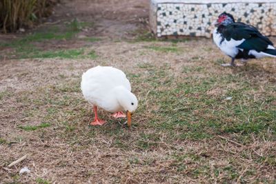 Domestic village ducks on green grass outdoors