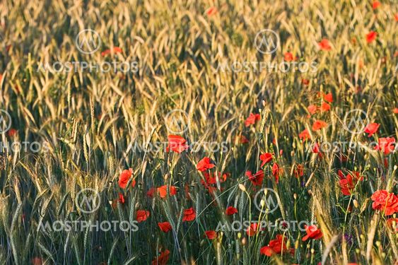 poppy in cornfield
