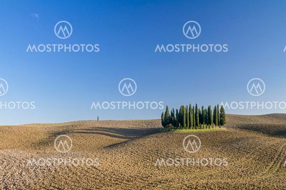 Cypress Group in Crete