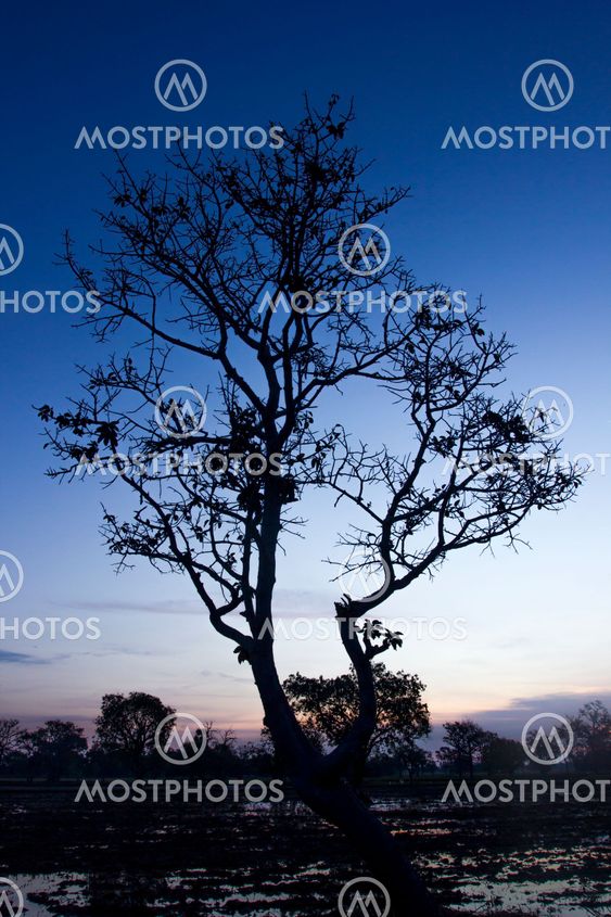morning time with Silhouette tree at the farm