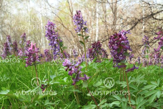 green herb and first flowerses in spring wood