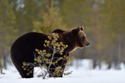 Brown bear (ursus arctos) on snow early at spring