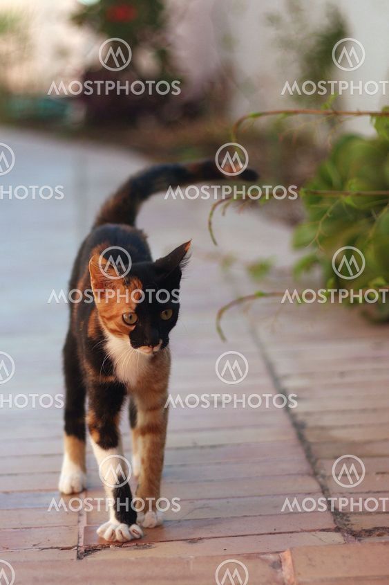 cat001