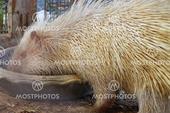 Porcupine