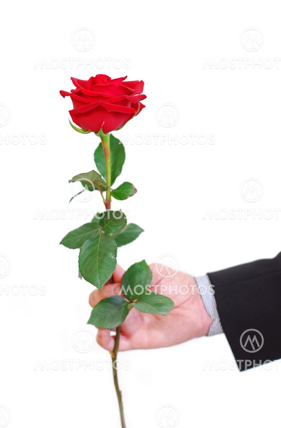 Man red rose