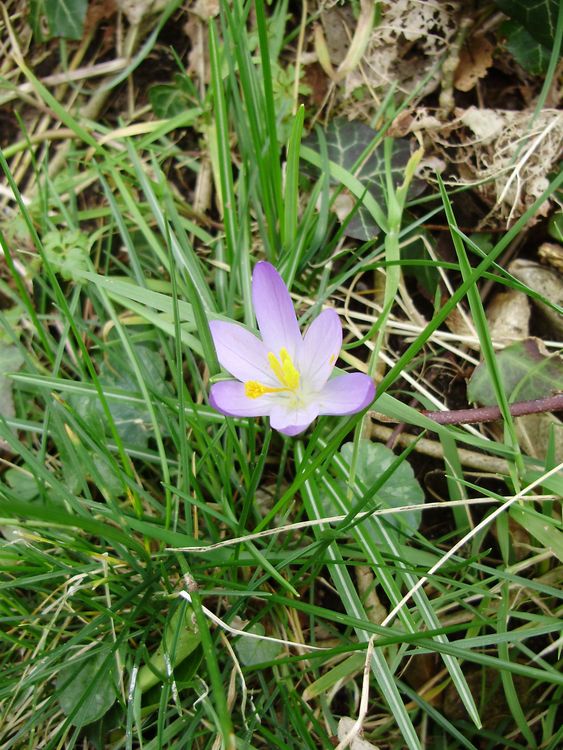 Spring Flower