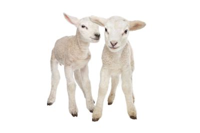 Two little lambs