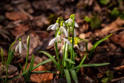 Snowdrop spring flowers.Delicate Snowdrop flower is one...