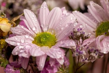 bouquet of purple fragrant wet daisies