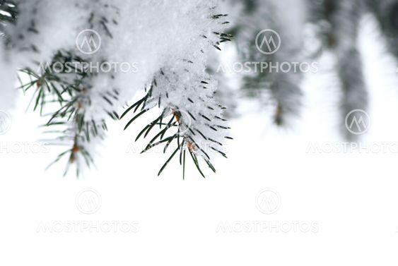 Spruce branches with snow