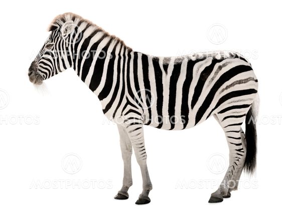 Gorgeous zebra on white background