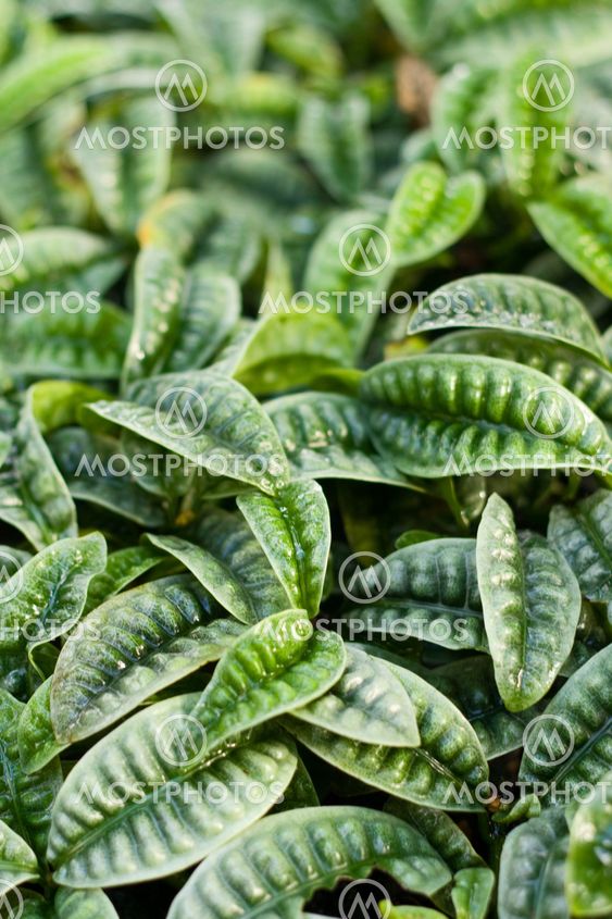 psychotria ankasensis,