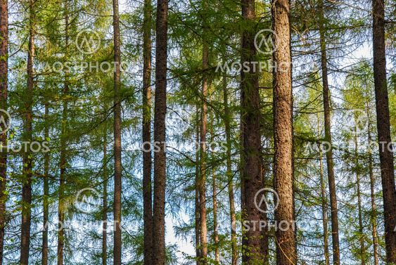 Larch trees trunk.