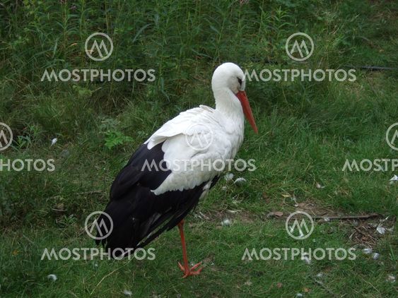 The Stork has been here.