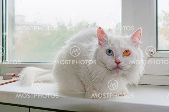 White cat with multicolored eyes - 1.