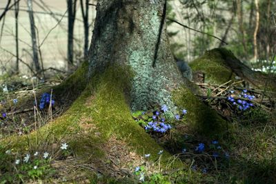 Blåsippor i skogsbacken#2