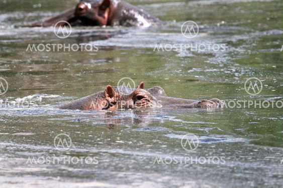 Hippos (Hippopotamus amphibius)