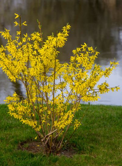 Blooming forsythia in early spring, yellow flowers