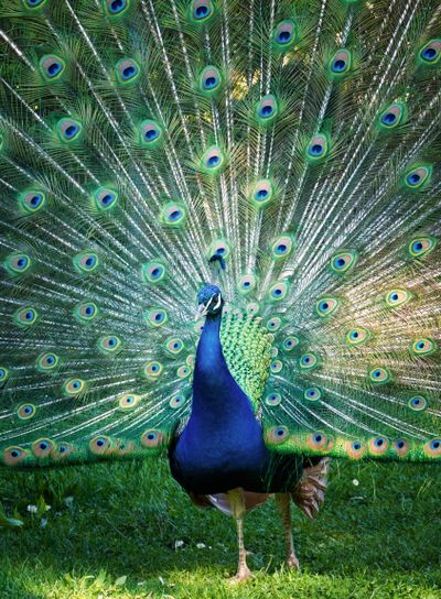 a peacock showing his feathers