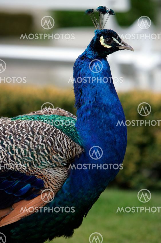 Beautiful Peacock