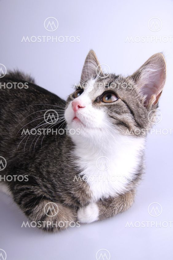 Marked eyes kitten