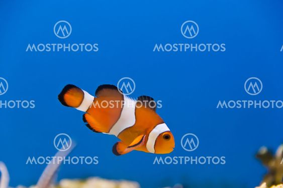 Clown fish