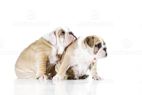 Cute english bulldog puppies isolated