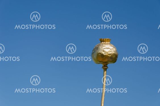 gold sprayed poppy on blue sky background