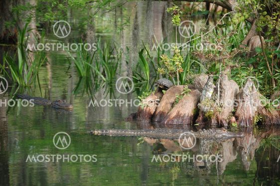 Ali the Gator