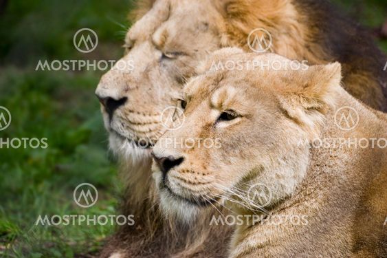 Lioness