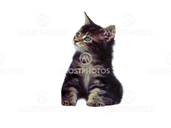 black cat looking