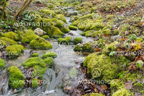 Moss Creek