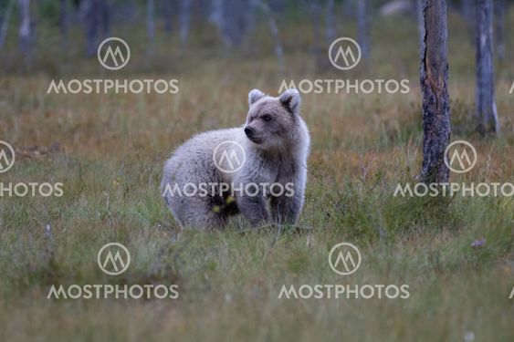 Wild brown bear