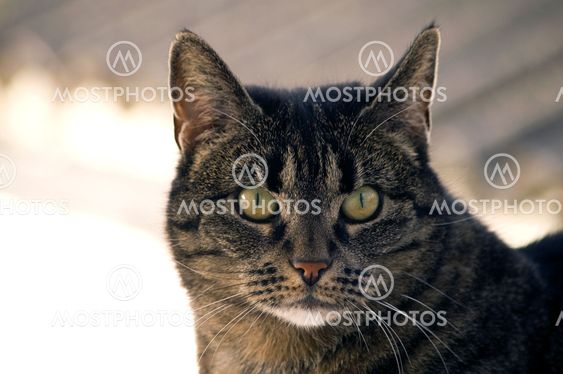 My cat