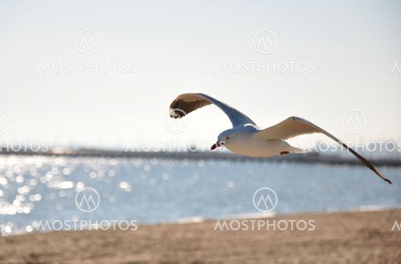 seagull