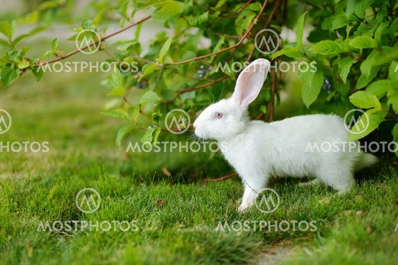 White rabbit on a green grass