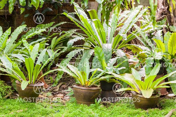 Tropical fern plant in garden