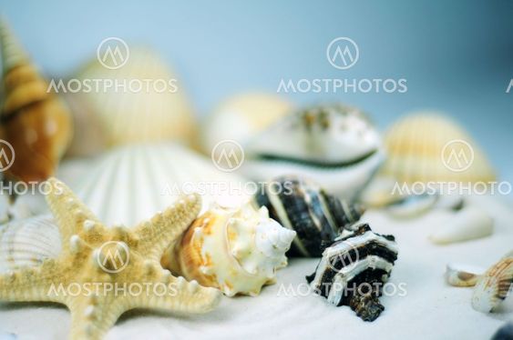 Beach Shells
