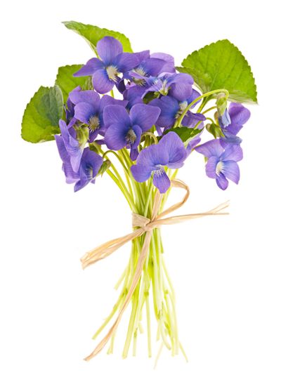 Bouquet of violets