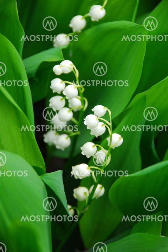 Lily-of-the-valley closeup